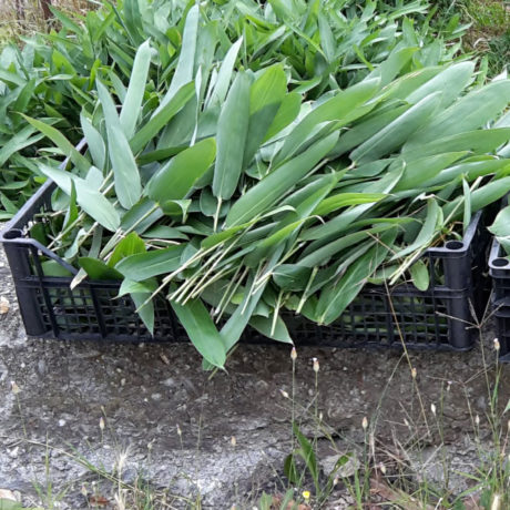 SOGREEN Foglie fresche dal bambuseto della Val di Susa